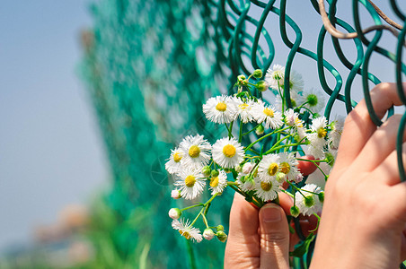 野花手中的花高清图片