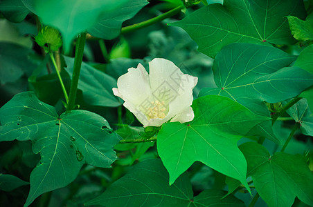 一支棉花棉花的花背景