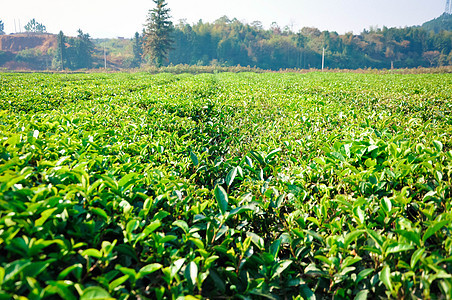 大片茶叶树绿茶背景图片