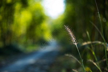 夏 狗尾巴草图片