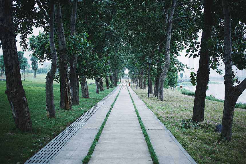 道路旁整齐的小树图片