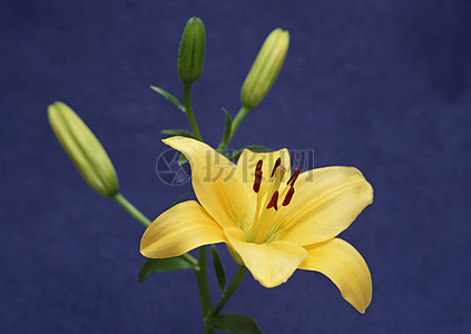 百合花图片_白百合花图片_红百合花图片