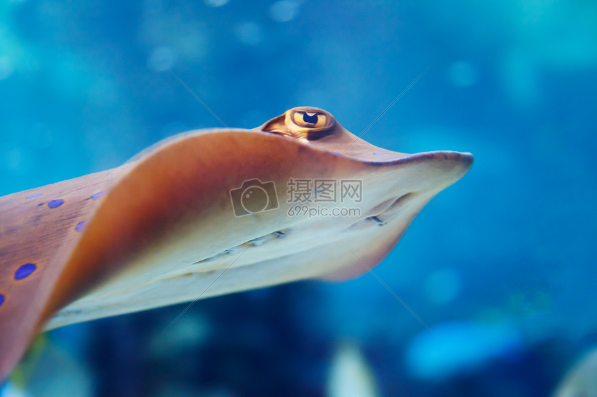 海里的黄貂鱼