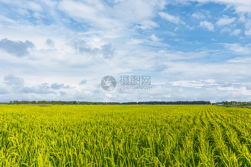 麦田全景图片