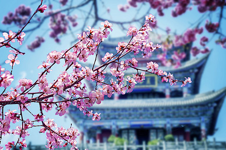 古风素材梅花梅花背景