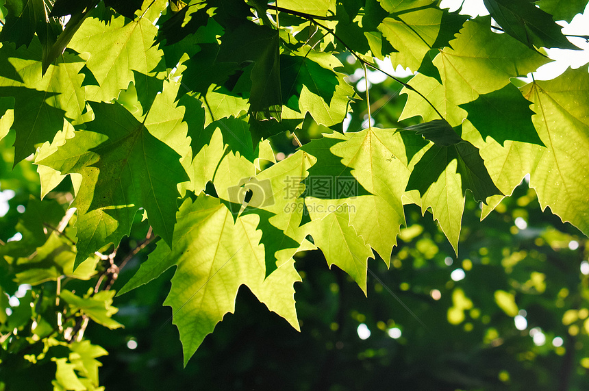 阳光下的梧桐树叶图片