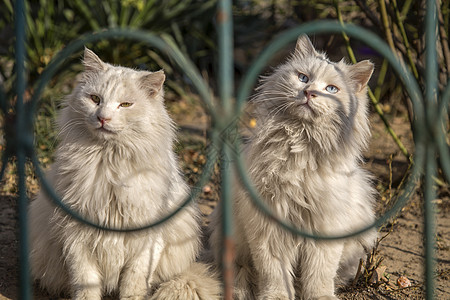 照镜子的猫爱护宠物高清图片