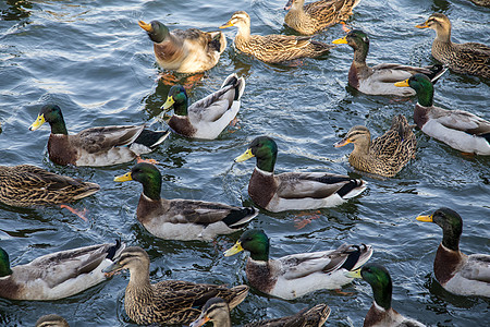 鸭群冬季游泳高清图片