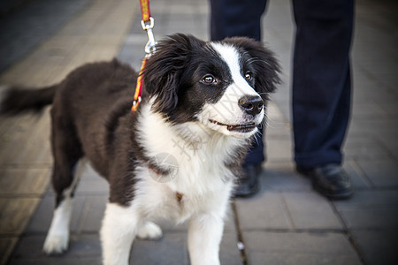 伴侣狗凉鞋犬科动物高清图片