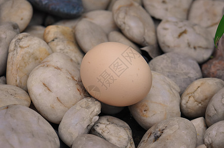 室外拍摄高清石头上的鸡蛋背景