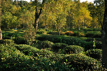 绿茶种植园图片