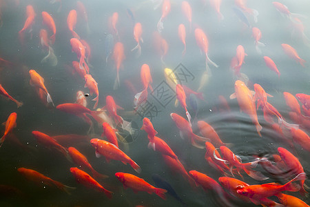 红鱼群图片