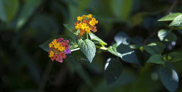 七彩绚丽花瓣七彩花背景