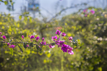 杜鹃花开勒杜鹃背景