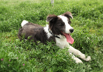 狗边境牧羊犬高清图片