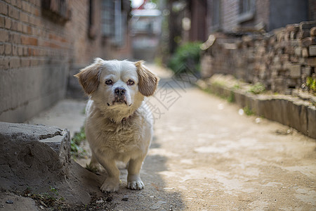 家狗背景图片