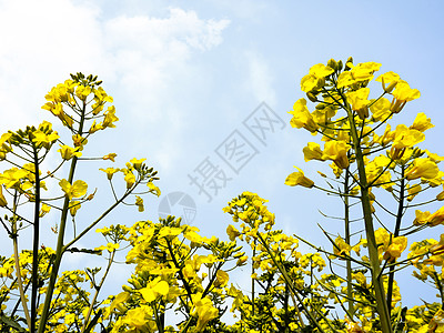 油菜花地油菜花地高清图片