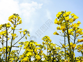 油菜花地图片