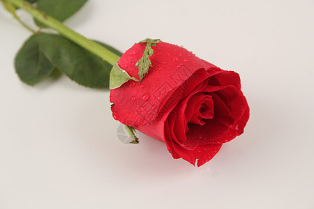 红色玫瑰离职单模板高清图片