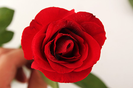 红色模板红色玫瑰背景