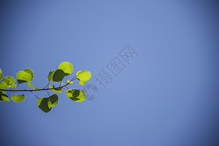 清爽一夏生命学植物高清图片