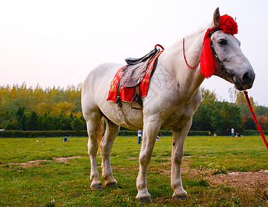 白龙马带着红色丝绦图片