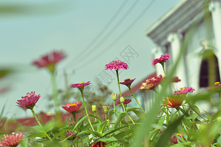 五彩缤纷的花卉百日菊背景