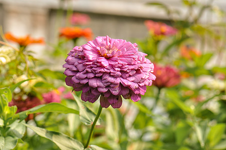 粉色菊花百日草百日菊高清图片