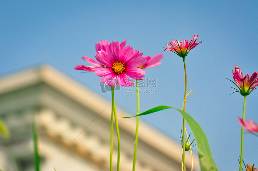 花卉图片