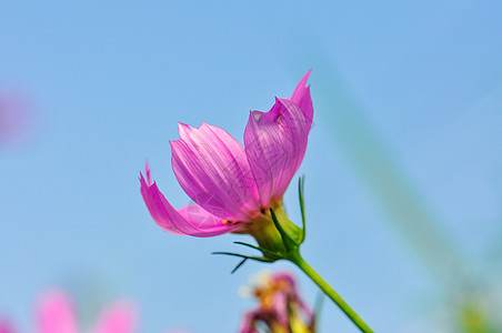 格桑花图片