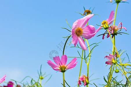 格桑花图片