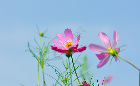 格桑花三朵红色花高清图片