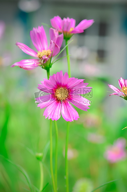 3朵格桑花图片