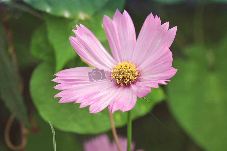 格桑花细节特写图片