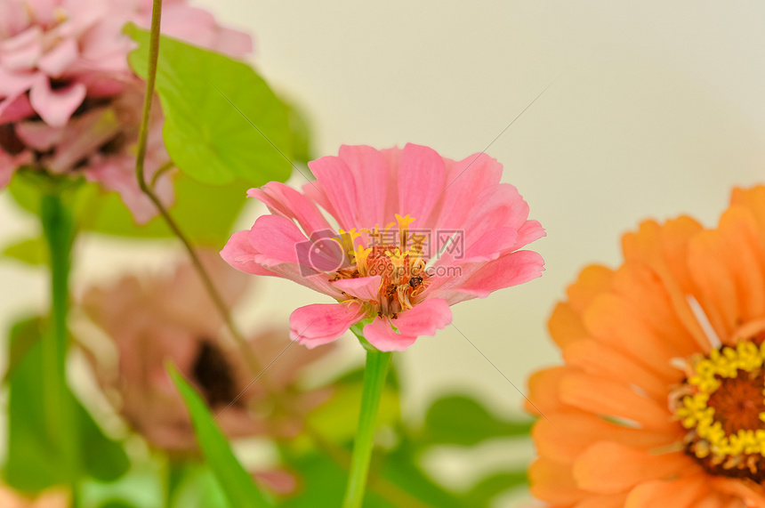 百日菊花图片