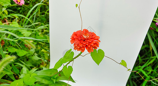 橘色色花特写百日菊背景