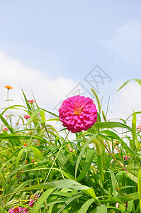 天空下百日菊图片