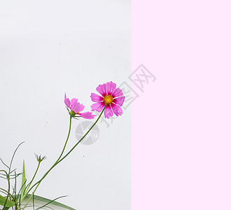 白格桑花素材2朵白上的粉色花背景