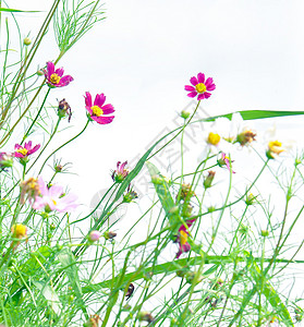 白格桑花素材一片格桑花背景