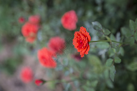 月季浪漫红色月季花高清图片