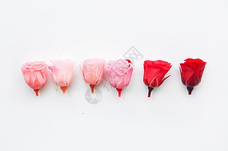 手绘玫瑰花粉色系列的花背景