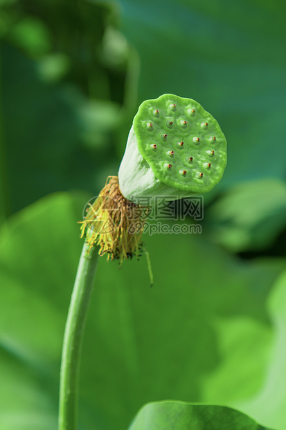 感觉不一样的荷花图片