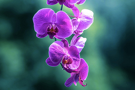 紫色花草美丽的兰花背景