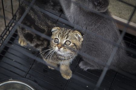 救救猫咪关爱流浪猫高清图片