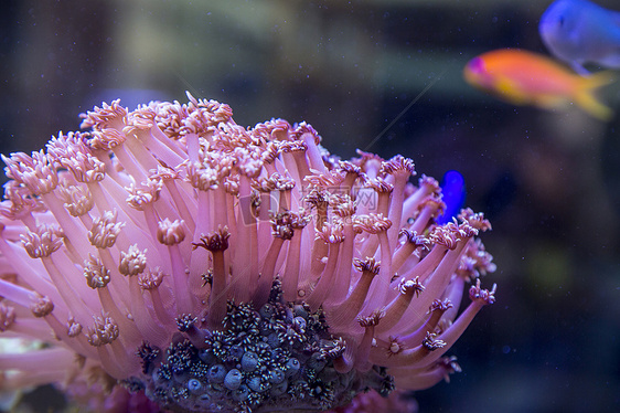 水下的珊瑚图片