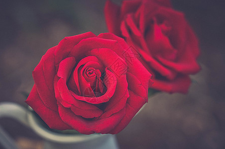 大红玫瑰红玫瑰特写高清图片