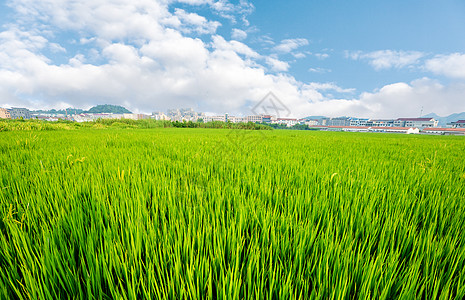 土拍天空下的绿色稻田背景