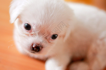 可爱的白色小狗宠物高清图片素材