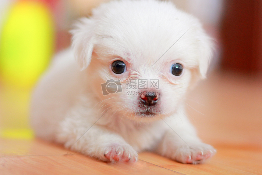可爱的白色小狗