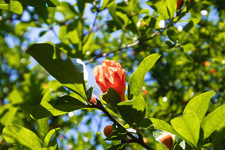 石榴花图片